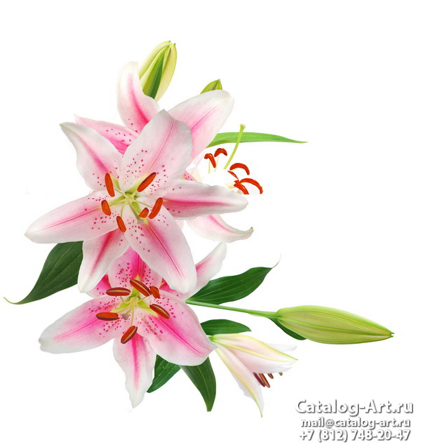 Pink lilies 19